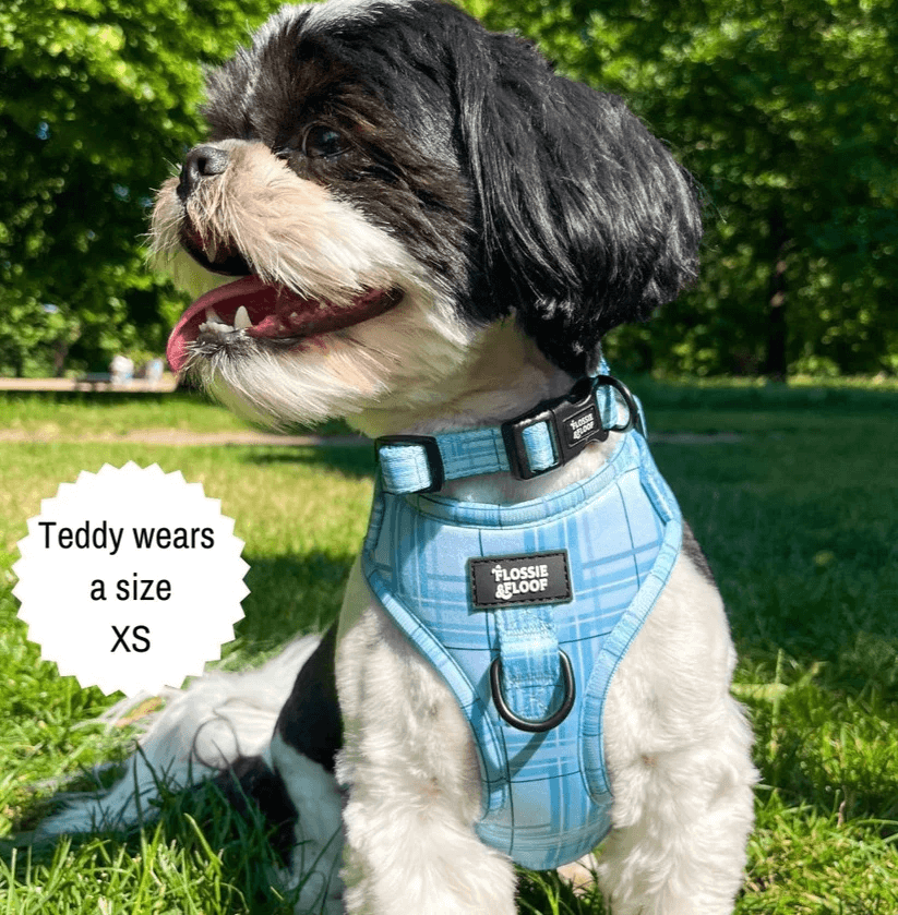 oxford "oasis" adjustable dog collar – by flossie & floof oxford "oasis" adjustable dog collar – by flossie & floof