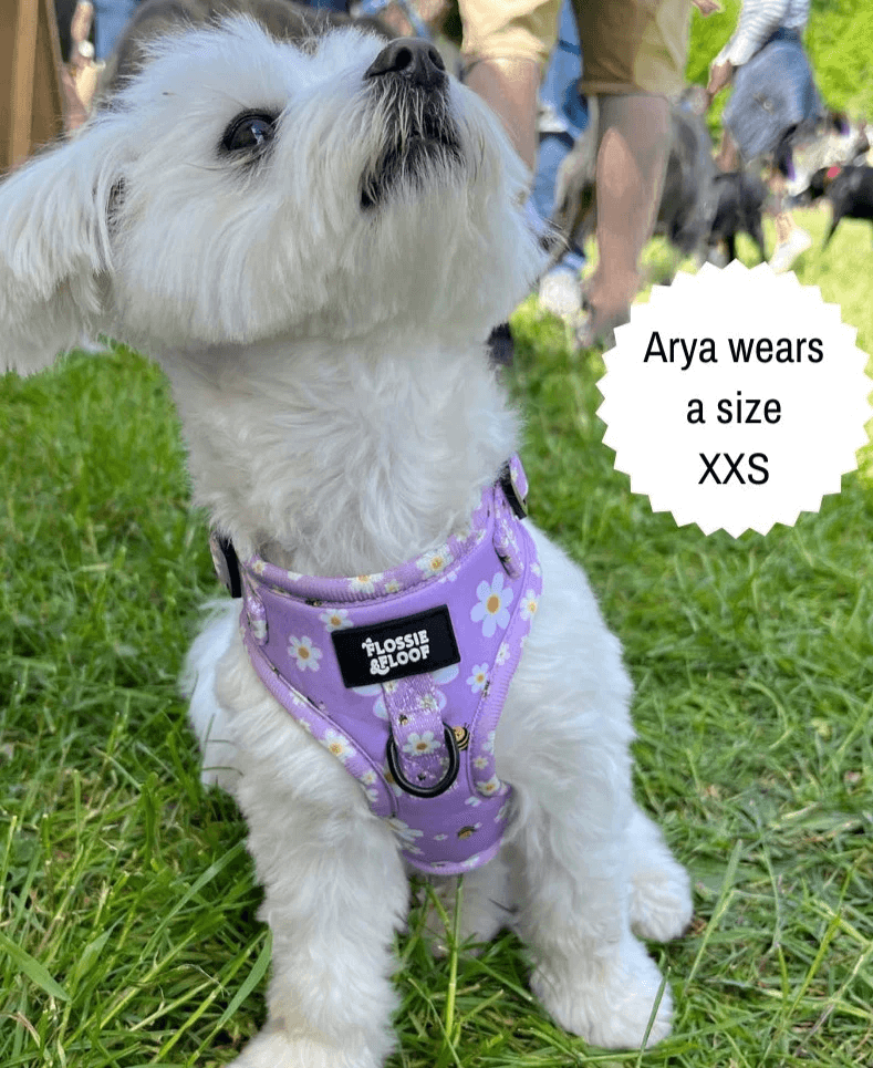 "cute as can be 2.0" adjustable dog harness – by flossie & floof "cute as can be 2.0" adjustable dog harness – by flossie & floof