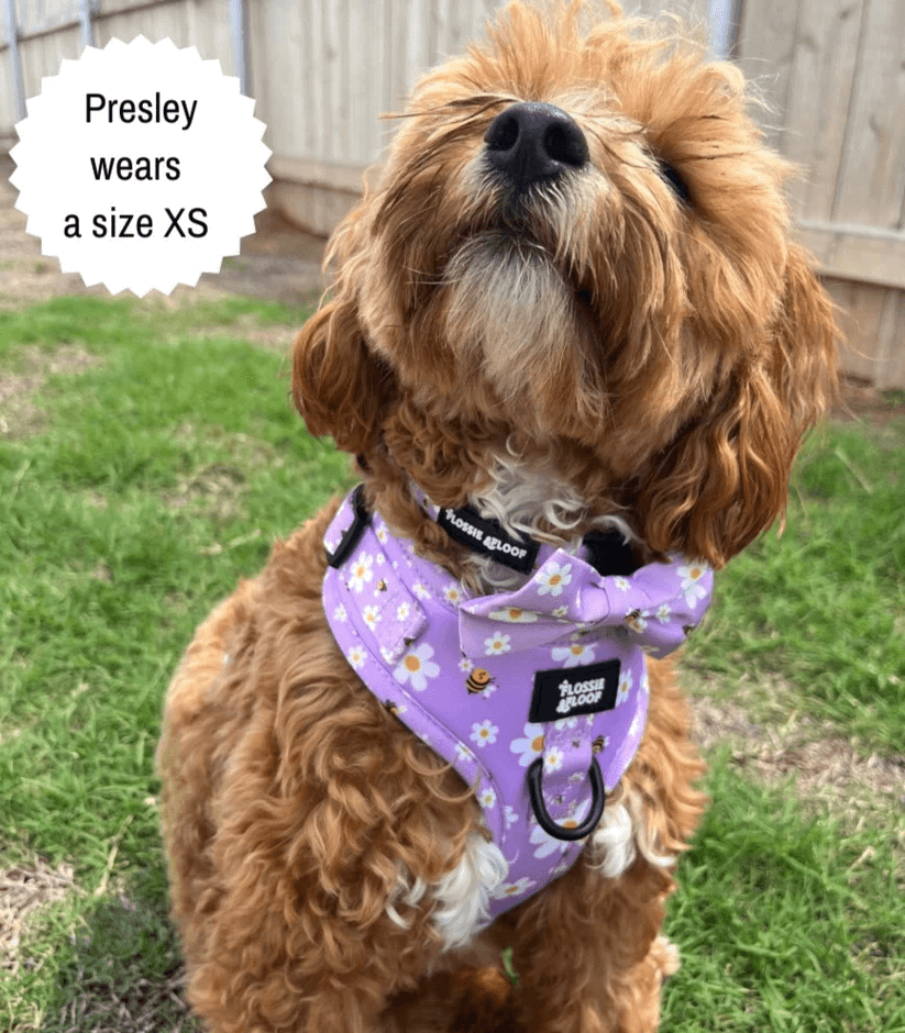 "cute as can be 2.0" adjustable dog harness – by flossie & floof "cute as can be 2.0" adjustable dog harness – by flossie & floof