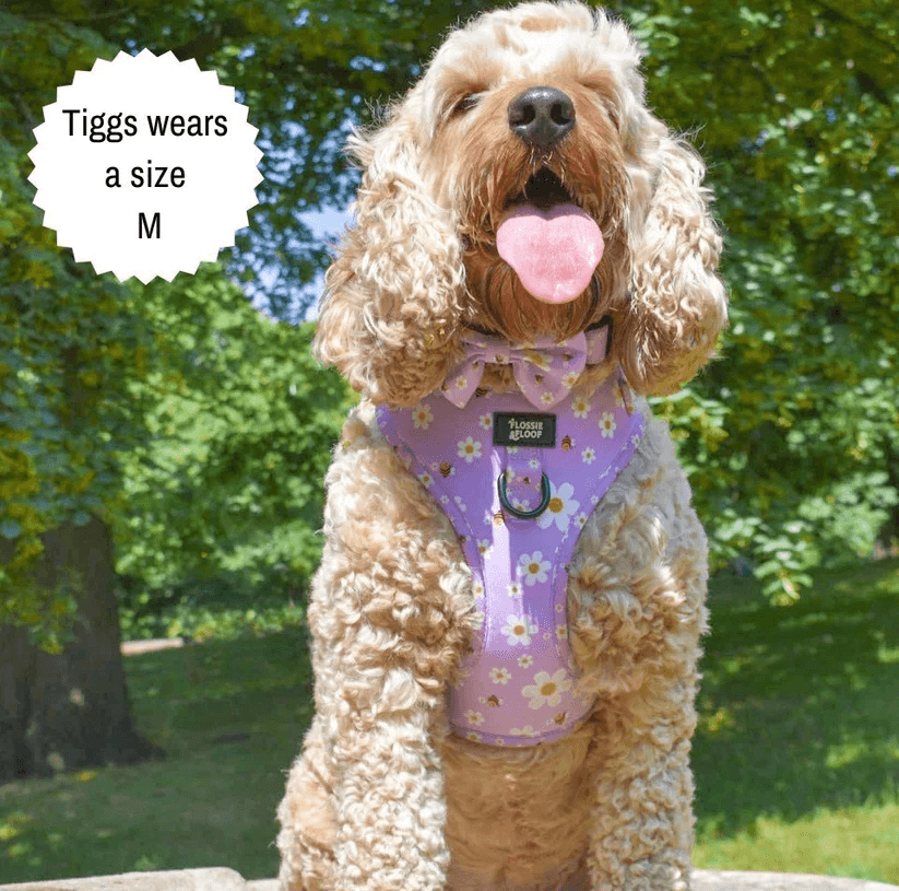 "cute as can be 2.0" adjustable dog harness – by flossie & floof "cute as can be 2.0" adjustable dog harness – by flossie & floof