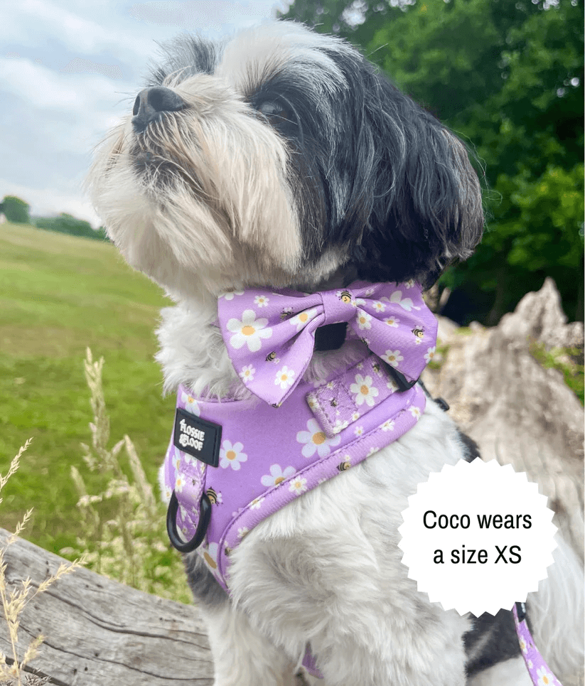 "cute as can be 2.0" adjustable dog harness – by flossie & floof "cute as can be 2.0" adjustable dog harness – by flossie & floof