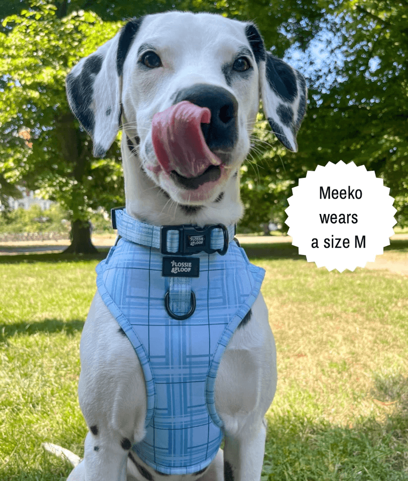 oxford "oasis" adjustable dog collar – by flossie & floof oxford "oasis" adjustable dog collar – by flossie & floof