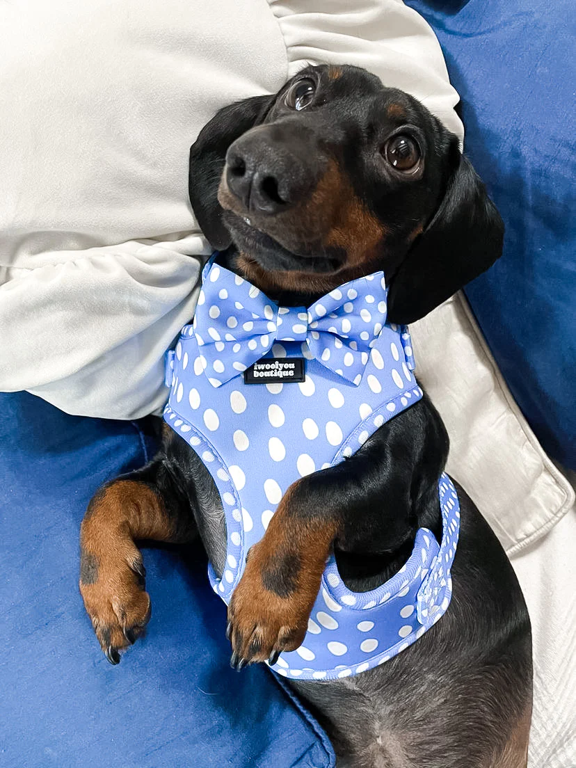 polka pups set (blue) by iwoofyouboutique polka pups set (blue) by iwoofyouboutique