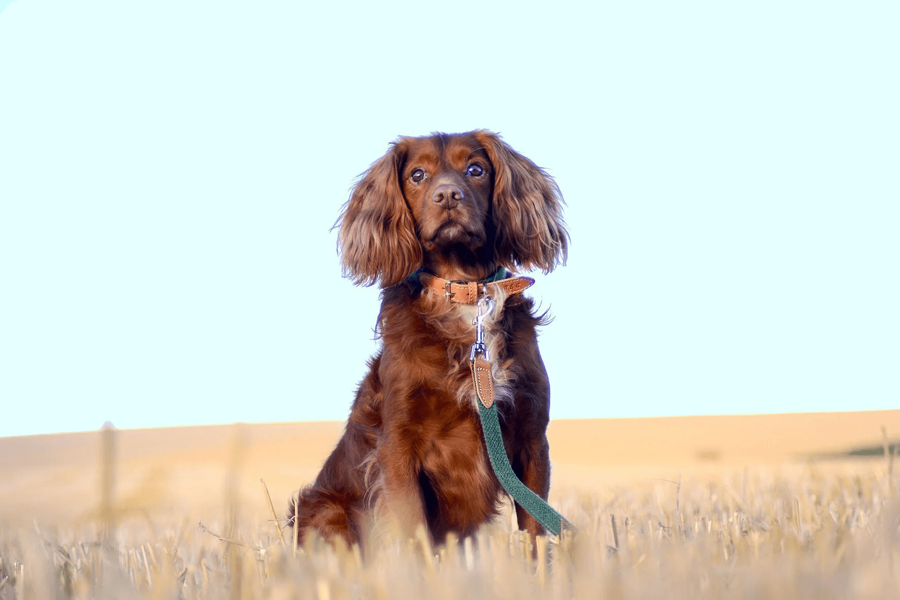 “richmond” fabric & leather dog lead – by ralph & co “richmond” fabric & leather dog lead – by ralph & co