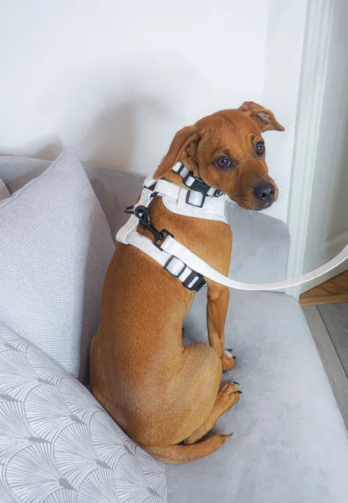 alaska adjustable harness by wolfie + me alaska adjustable harness by wolfie + me