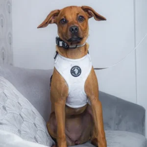 alaska adjustable harness by wolfie + me