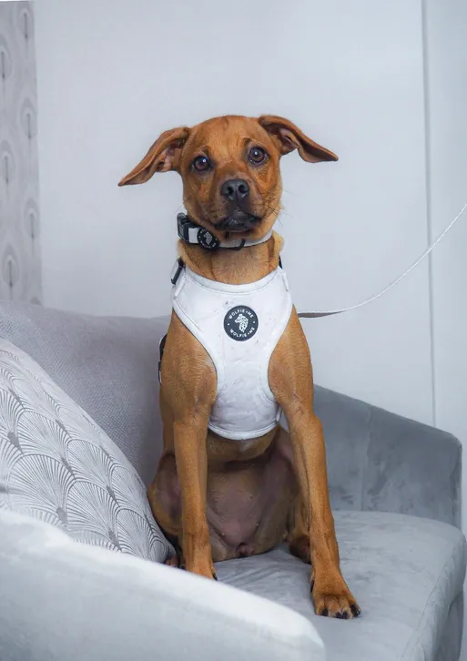 alaska adjustable harness by wolfie + me alaska adjustable harness by wolfie + me