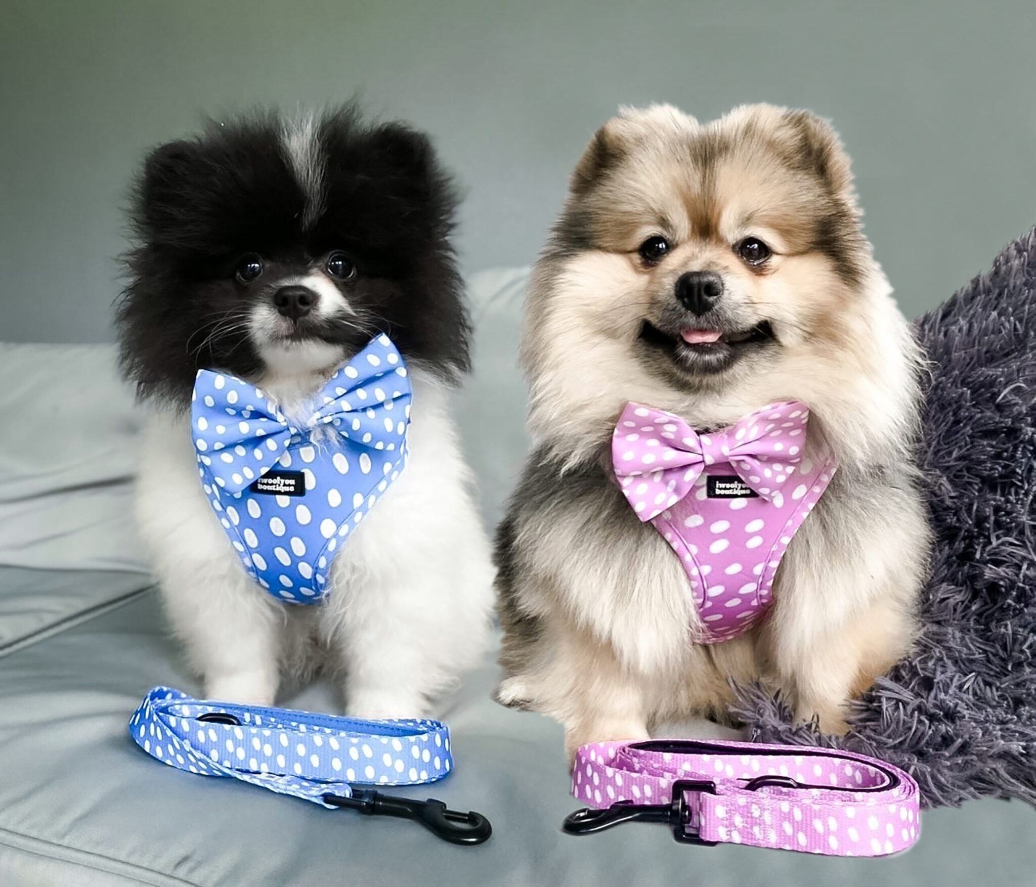 polka pups set (blue) by iwoofyouboutique polka pups set (blue) by iwoofyouboutique